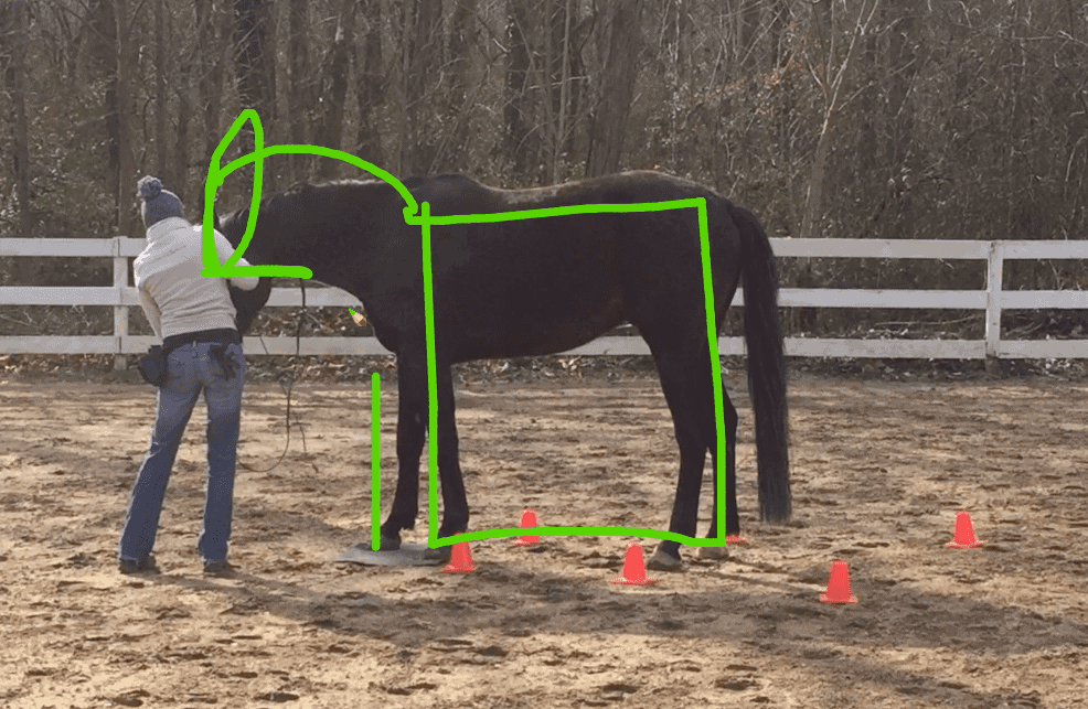 Vodeo coaching clicker training